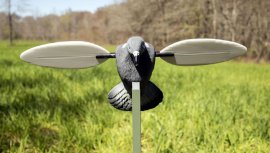 Balabán MOJO Pigeon - Holub