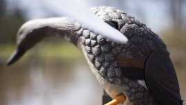 Balabán MOJO Gadwall - Kachna Kopřivka