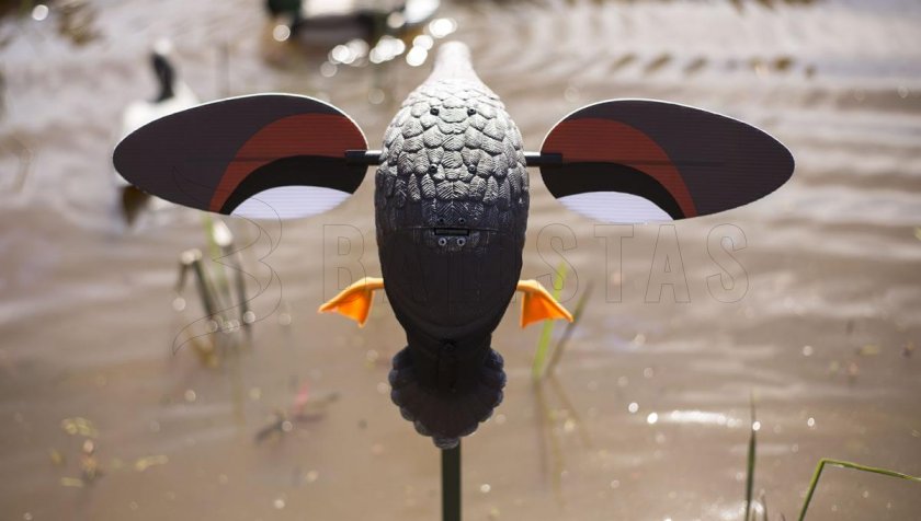 Balabán MOJO Gadwall - Kachna Kopřivka