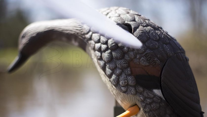 Balabán MOJO Gadwall - Kachna Kopřivka