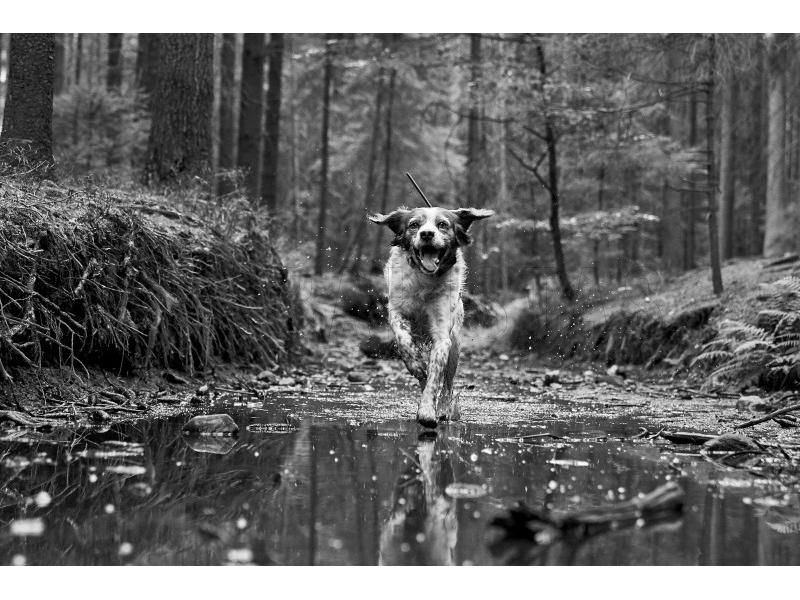 GPS lokátor Dogtrace DOG GPS X30